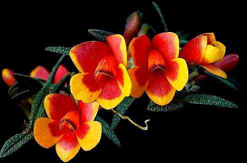 Dendrobium cuthbertsonii var bicolor